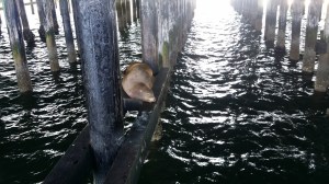 På seltitting i Santa Cruz