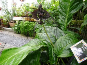 Conservatory of Flowers (Dette er da en Bat Flower)