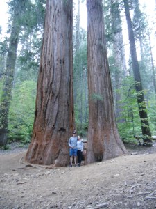 Giant Sequoya trær - de er svææære!