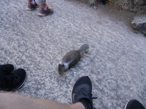 Søt, liten, tjukk rakkar 