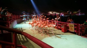 Chime-long international circus