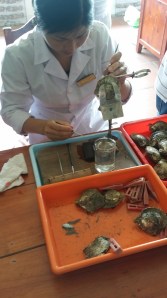 På vei hjem var vi innom en "pearl farm" som driver med oppdrett av perler