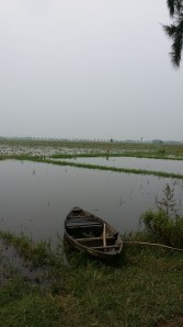 Rismarker på landsbygden uten for Hue