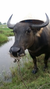 Erlends bøffel med hatt