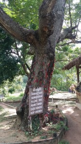 "Killing tree againts which executioners beat children"
