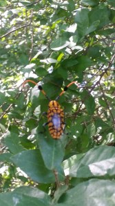 Kompisen til Caroline