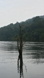 Masse fine fugler - disse lager rede på en trestokk midt i vannet. 