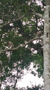 I nasjonalparken. Vi så iallefall aper da!