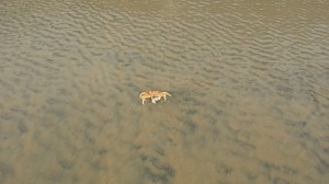 Etter x-antall forsøk fikk vi endelig bilde av denne fascinerende krabben. Den har øye på stilk