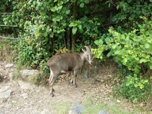 Ikke la deg lure av dens vanlige utseende. Dette er nemlig en veldig sjelden utrydningstruet geit kalt Nilgiri Tahr ;). 