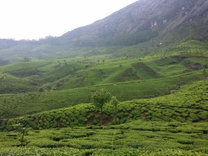 Te-plantasjer i Munnar