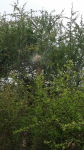 "Community web" - En bolig for hundrevis av edderkopper som består av fire rom; damer, herrer, mat, sex (tror vi..)