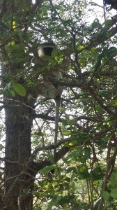 Frekke aper som stjeler alt!