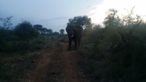 Denne elefanten kom løpende etter bilen vår... Noen var mer redd enn andre ;)