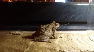 Den her frosken spiste det største flygende dyret vi har sett (vingen stikker ut av munnen)