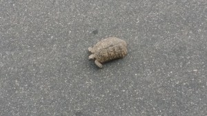 En skilpadde som forvillet seg ut i veien