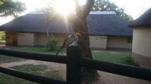 Fuglen fra løvenes konge!