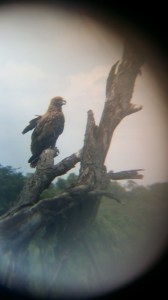 Ørn - bilde tatt gjennom kikkert ;)