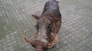 Den tassen her spaserte rundt utenfor lodgen vi bodde i :) Pumba!