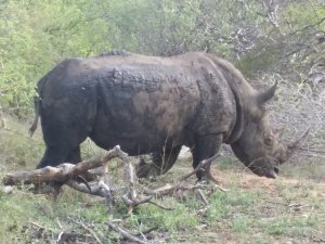 Nesehorn, up close. Ca 5 meter fra bilen vår ;)