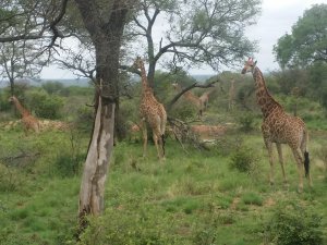 Giraffer i lange baner