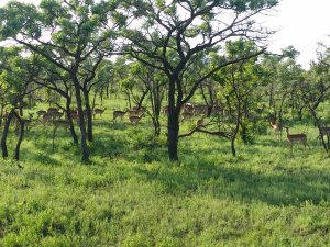 Antiloper - de er overalt